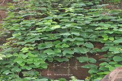 Mucuna sanjappae